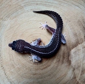 0.1 Super Snow Black Night het Eclipse Leopardgecko Eublepharis Macularius 2026