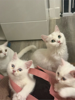 bkh kitten abgabe sofort 