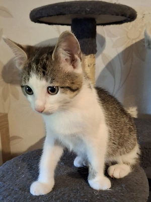 Kleine süsse kitte suchen ein liebevolles Zuhause