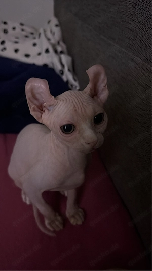 Sphynx kitten weiblinchen
