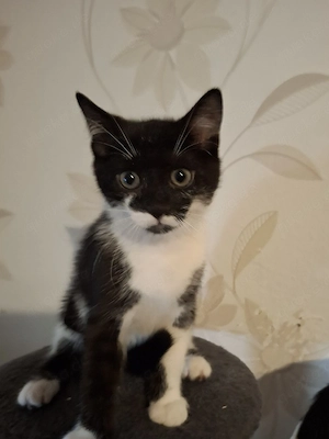 Kleine süsse kitte suchen ein liebevolles Zuhause