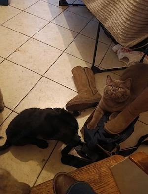 Darf ich Ihnen Cinnamon vorstellen, eine drei Monate alte BKH-Katze, die auf ihre Familie wartet?