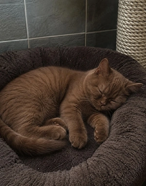 Darf ich Ihnen Cinnamon vorstellen, eine drei Monate alte BKH-Katze, die auf ihre Familie wartet?