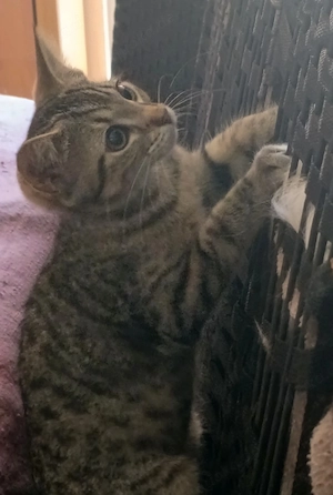 1 süße Katze sucht ein neues zu Hause