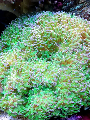 Korallenableger- Euphyllia  Fimbriaphyllia paradivisa