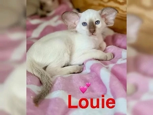 Orientalisch Kurzhaar  Siam Edel Kitten