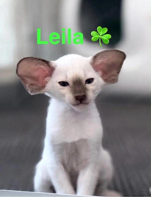Orientalisch Kurzhaar  Siam Edel Kitten