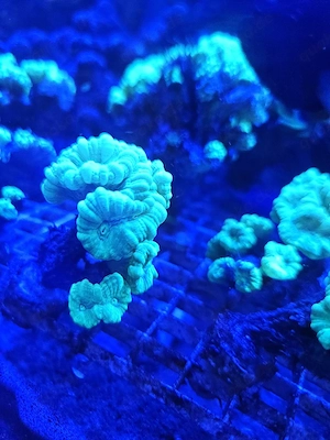 Caulastrea furcata (Neon) Flötenkoralle