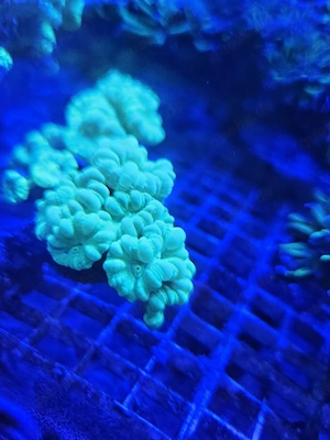 Caulastrea furcata (Neon) Flötenkoralle Bild 5