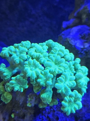 Caulastrea furcata (Neon) Flötenkoralle Bild 6