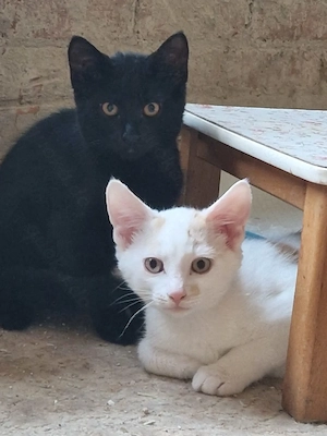 Kitten suchen neues zuhause