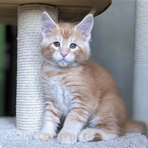 Entzückende, gesunde Maine-Coon-Kätzchen