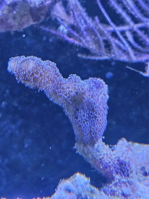 Milka   Stylophora SPS