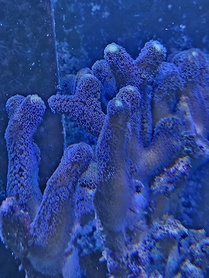 Milka   Stylophora SPS