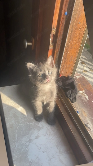 3 Kitten zu verkaufen 