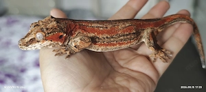 Höckerkopf Gecko Weibchen 