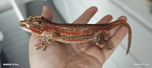 Höckerkopf Gecko Weibchen 