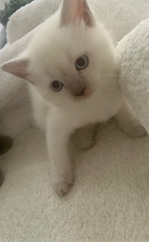 zuckersüße Bkh   Ragdoll Kitten Bild 7