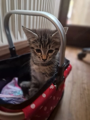 4 Knuffis suchen neuen Herzensmenschen