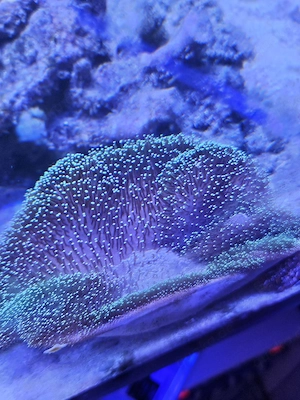 Sarcophyton sp. Green Polyp Pilzlederkoralle