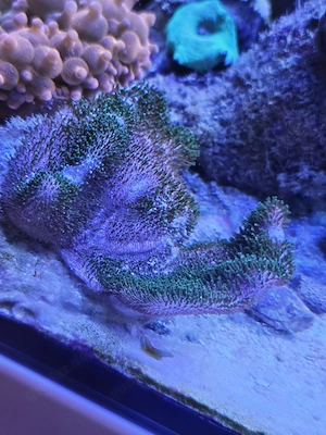 Sarcophyton sp. Green Polyp Pilzlederkoralle Bild 2