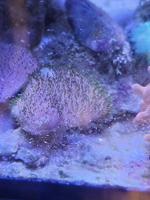 Sarcophyton sp. Green Polyp Pilzlederkoralle Bild 3