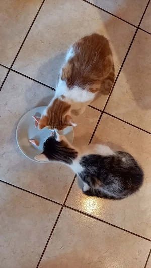 Liebe Kätzchen, Kitten ab sofort abzugeben