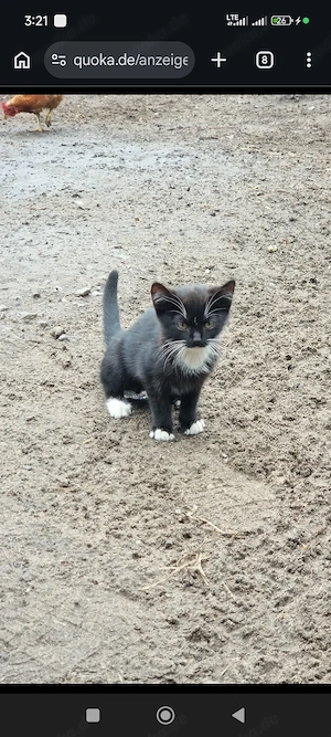 Kat abzugeben 5 Monate 