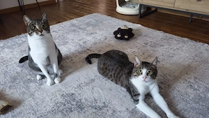Die Brüder Tito und Toto Fiv+, unser DreamTeam