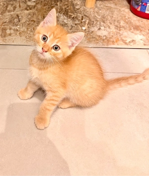 Schüchterner Ragdoll-Maine-Coon-Mix-Kater sucht liebevolles Für-immer-Zuhause