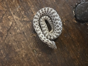 Axanthic het Snow 0.1