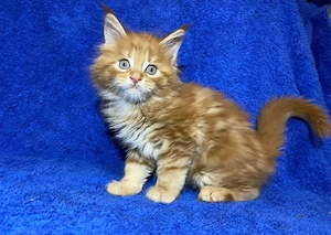 Lebhafte reinrassige Maine-Coon-Kätzchen