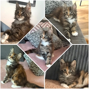 Zauberhaftes Maine Coon Mädchen 