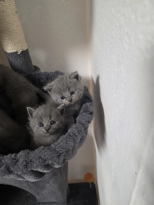 Katzen britisch Kurzhaar 