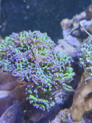 Euphyllia paraancora   Hammerkoralle