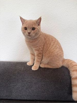 Kater sucht Liebevolles zuhause