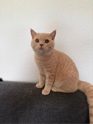 Kater sucht Liebevolles zuhause Bild 2