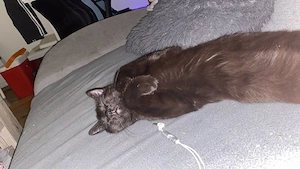 Hauskatze 