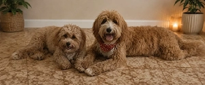 Mini Maltipoo und Medium Doodle