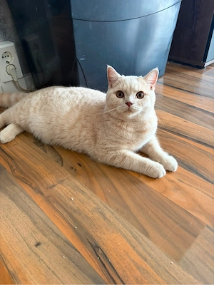 Kater sucht Liebevolles Zuhause