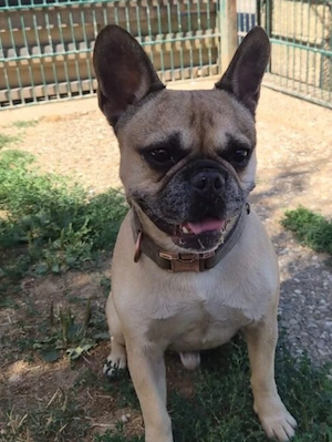 Französische Bulldogge sucht zuhause 