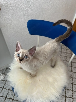 Devon Rex Mix Kitten   Katzenbaby