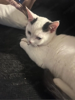 Europäische Kurzhaar Katze 