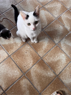 Europäische Kurzhaar Katze  Bild 3