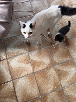 Europäische Kurzhaar Katze  Bild 4