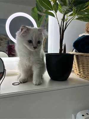 Ragdoll BKH Mix