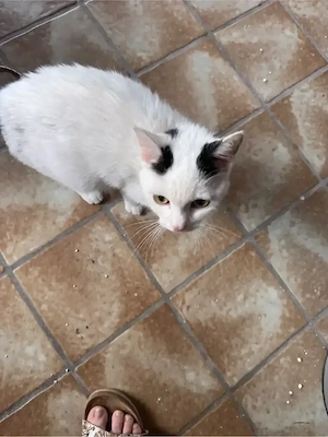 Europäische Kurzhaar Katze  Bild 2
