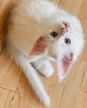 weisse Maine Coon Kater -alle hörend!!