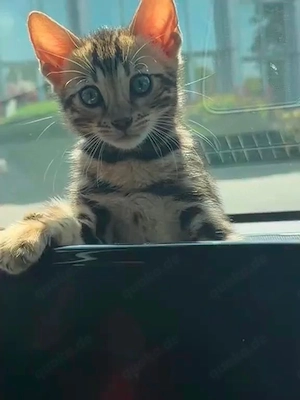 Reinrassiger bengal kater 
