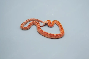 0.1 Hypo Blood Motley Pied Kornnatter